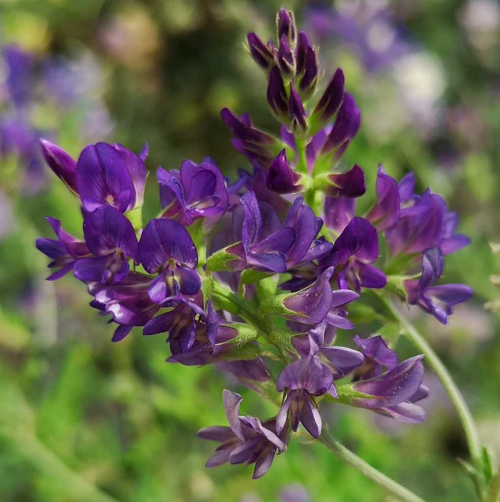 Medicago sativa