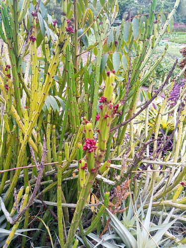 Euphorbia weberbaueri