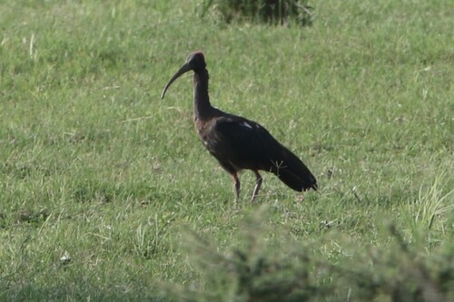 Red-naped Ibis