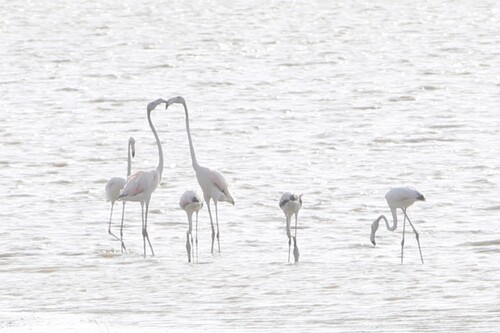 Greater Flamingo