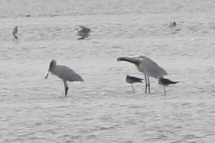 Eurasian Spoonbill