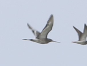 Black-tailed Godwit