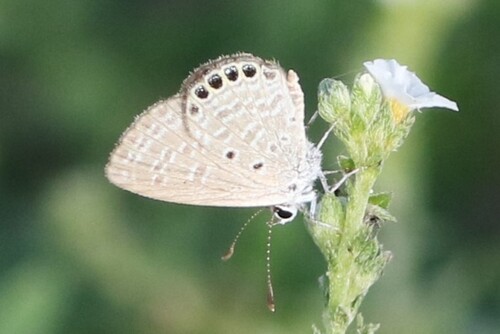 Jewelled Grass-blue