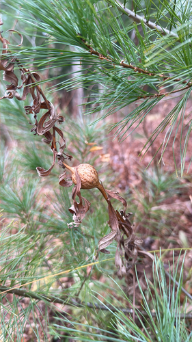 Unknown species found near Harpswell Neck Rd, Harpswell, ME, US