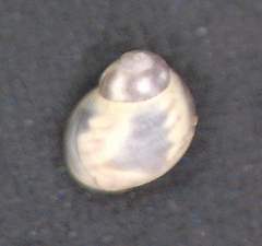 Eulithidium rubrilineatum image