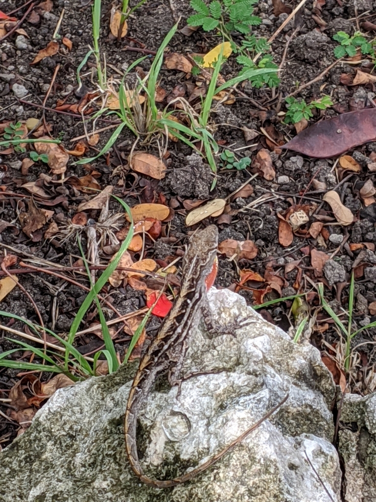 Brown Anole