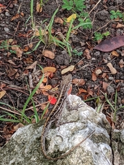 Brown Anole