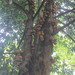 Stelechocarpus burahol - Photo (c) indy maqdisa f, todos los derechos reservados, subido por indy maqdisa f