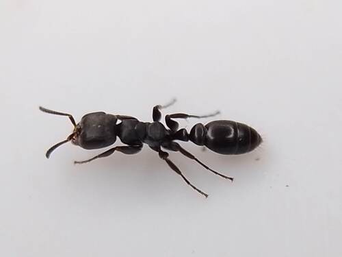 绢毛伪切叶蚁Pseudomyrmex sericeus
