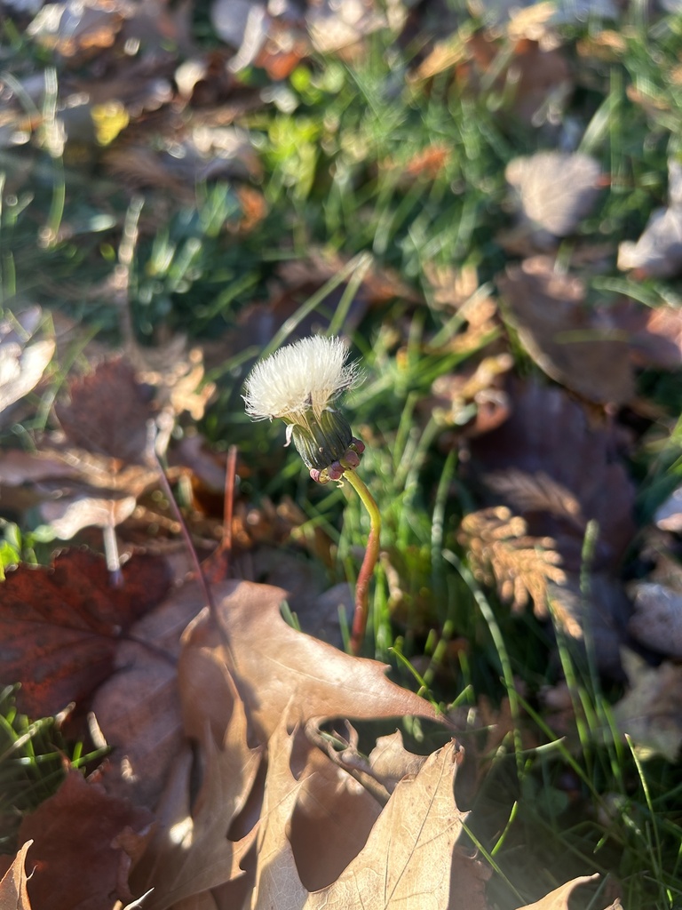 Taraxacum officinale