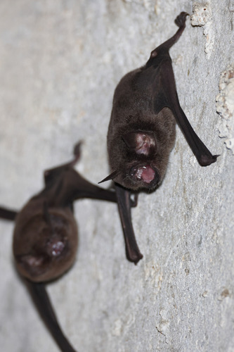 Dusky Mustached Bat (Pteronotus fuscus) — Data Deficient Mammalia