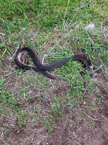 Lowlands Copperhead sighting