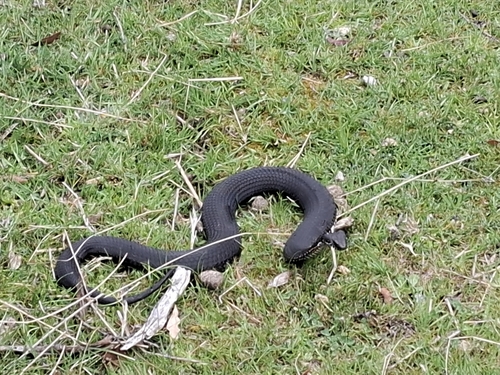 Highlands Copperhead sighting