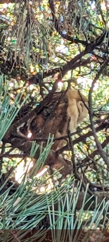 View observation of {o.common_name} on iNaturalist