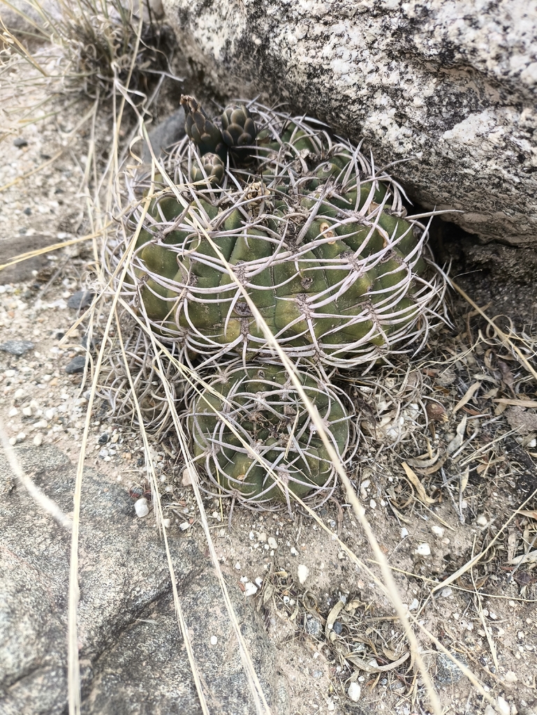 Gymnocalycium pugionacanthum  iNaturalist