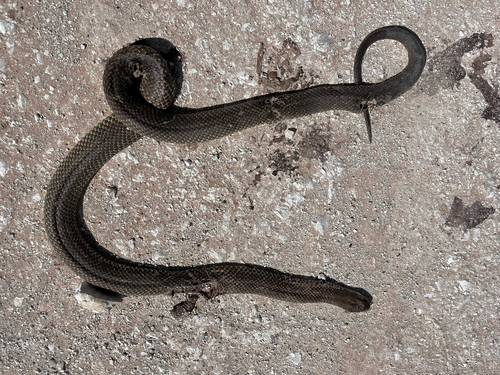 Mulga Snake sighting