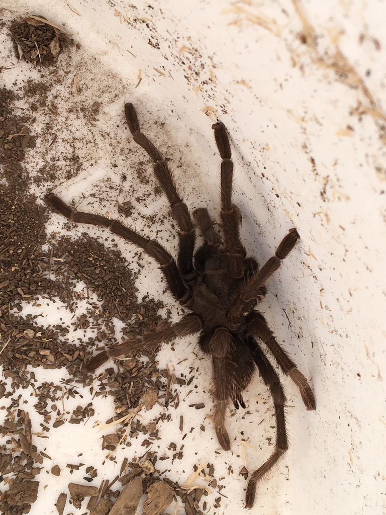 Johnny Cash Tarantula from Bayne Rd, Garden Valley, CA, US on October