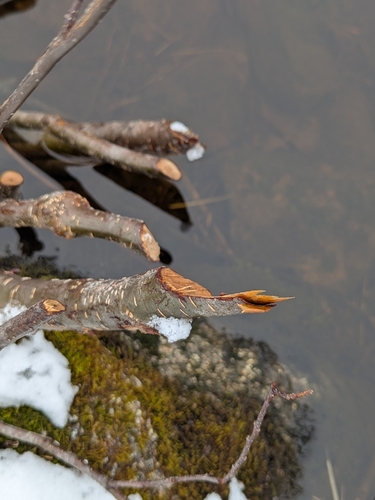 animal observation 2