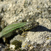 Bocage's Wall Lizard - Photo (c) Luis Lopes Silva, all rights reserved, uploaded by Luis Lopes Silva