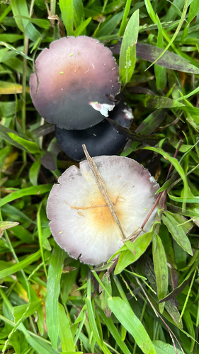 Magic Mushroom