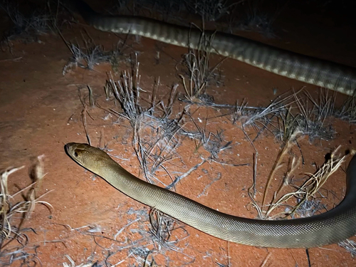 Woma Python sighting