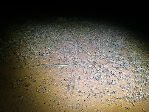 Mulga Snake sighting