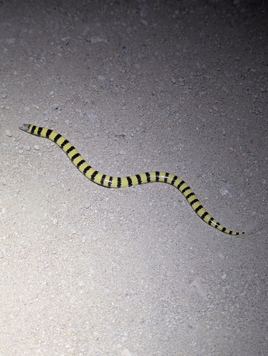 West Coast Banded Snake sighting
