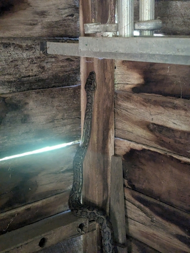 Coastal Carpet Python sighting