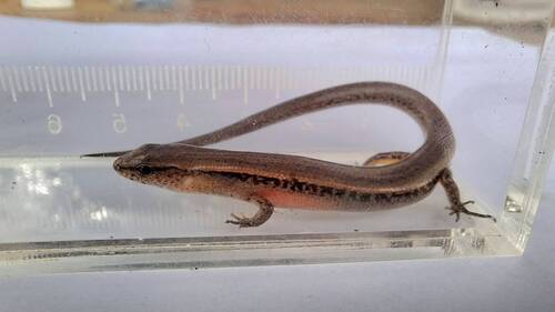 Reeves's Ground Skink