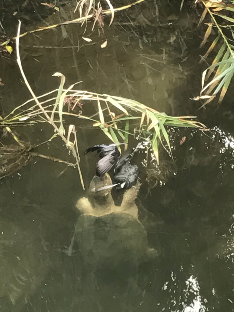 Common Snapping Turtle from S Interstate 35, Austin, TX, US on December ...