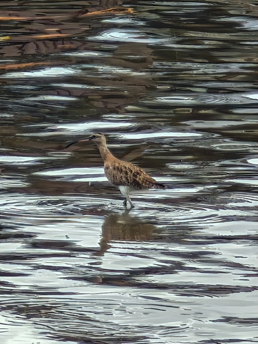 Eurasian Whimbrel