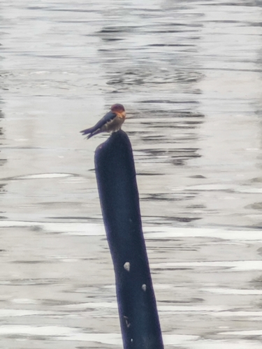 Pacific Swallow