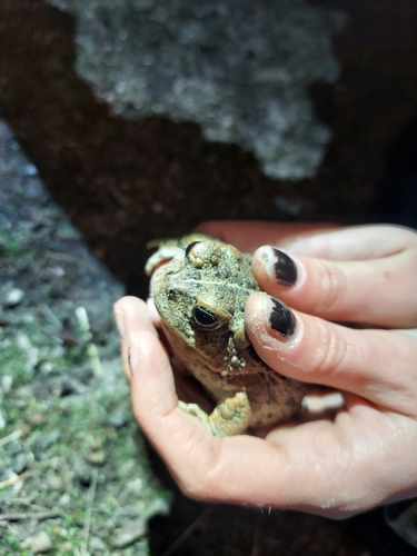 iNaturalist observation photo of Western Toad