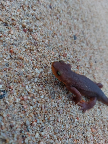 iNaturalist observation photo of California Newt
