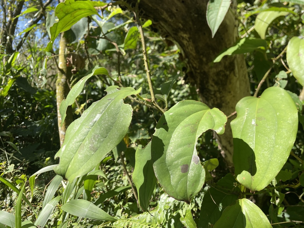 Smilax aspericaulis (Smilax aspericaulis)