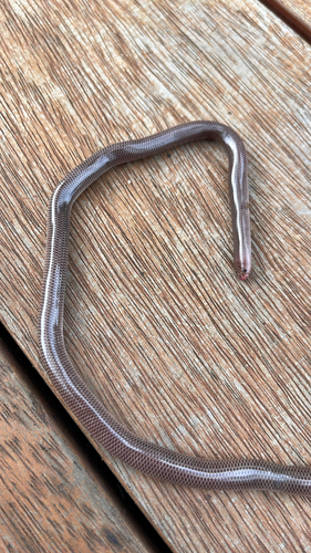 Blackish Blind Snake sighting
