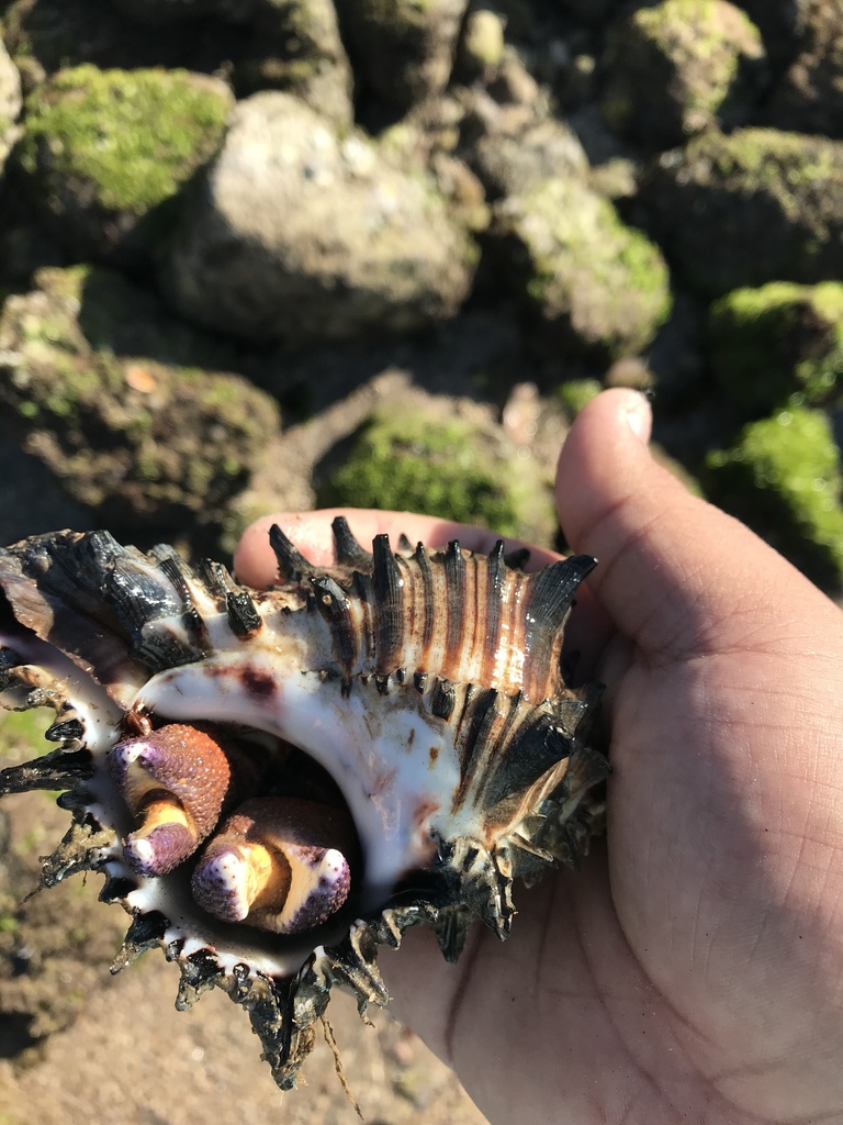 Muricid Sea Snail