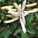 Spiranthera odoratissima - Photo (c) Joaquim Barbosa Bernardes, todos los derechos reservados, subido por Joaquim Barbosa Bernardes