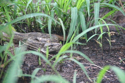 Southern African Python
