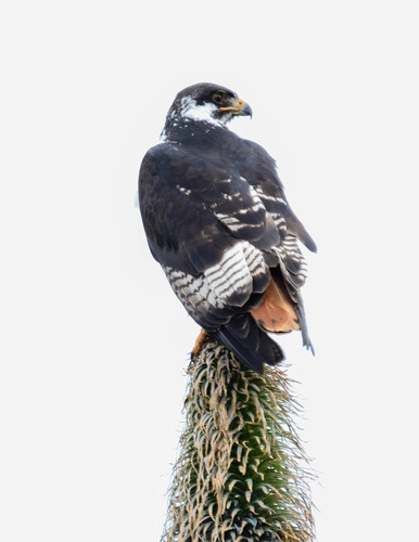 Augur Buzzard