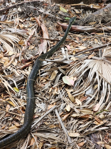 Diamond Python sighting