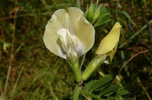 large yellow vetch (Vicia grandiflora)