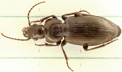 Pterostichus lustrans