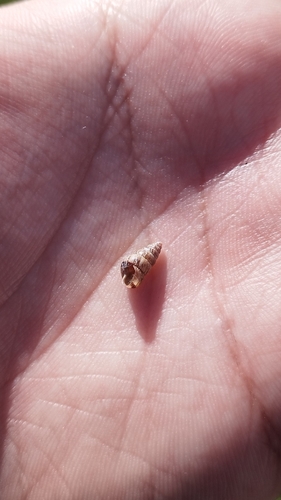 Cochlicella barbara