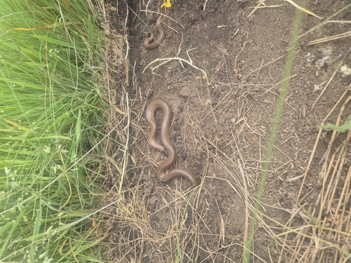 Whip Hooded Snake sighting