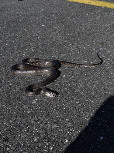 Oriental Rat Snake
