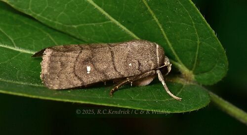 Athetis hongkongensis Galsworthy, 1997