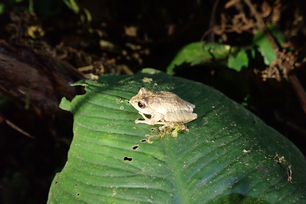 Java Bubble-Nest Frog from Jalan Cikaniki, Desa, Malasari, Nanggung ...