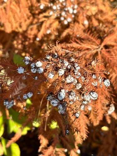 Unknown species found near Woodland Pond Dr, Cary, NC, US