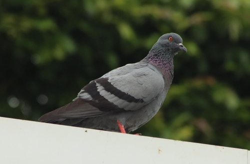 Feral Pigeon